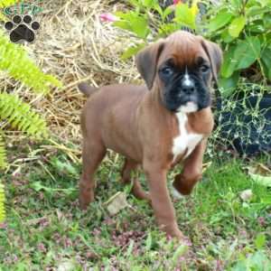 Julia, Boxer Puppy