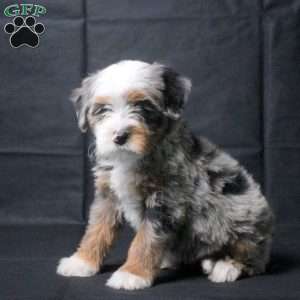 Julia, Mini Bernedoodle Puppy
