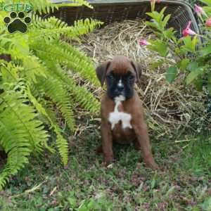 Julia, Boxer Puppy