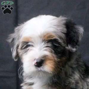 Julia, Mini Bernedoodle Puppy
