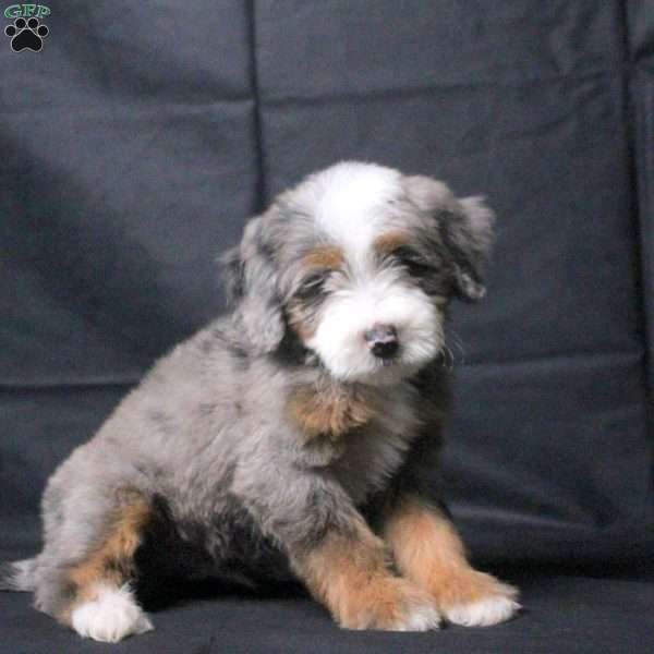 Julian, Mini Bernedoodle Puppy