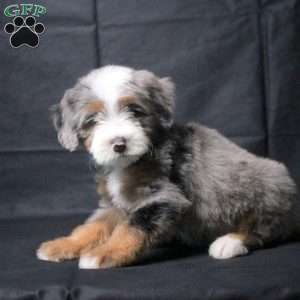 Julian, Mini Bernedoodle Puppy