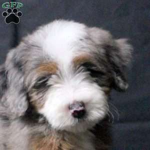 Julian, Mini Bernedoodle Puppy