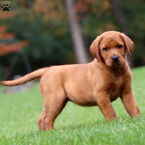 Julie, Fox Red Labrador Retriever Puppy