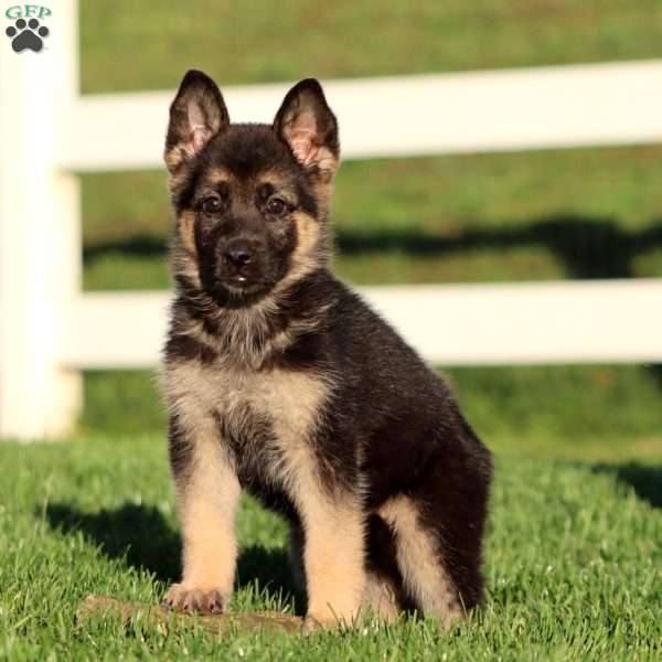 Julie, German Shepherd Puppy