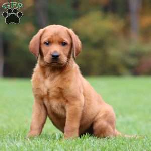 Julie, Fox Red Labrador Retriever Puppy
