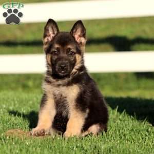 Julie, German Shepherd Puppy