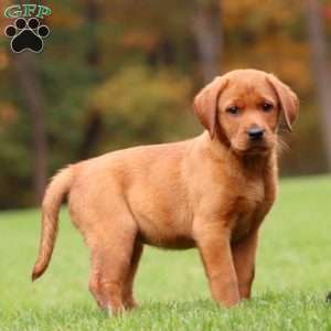 Julie, Fox Red Labrador Retriever Puppy