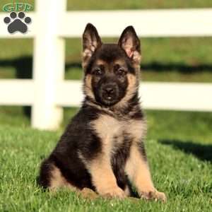 Julie, German Shepherd Puppy