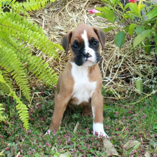 June, Boxer Puppy