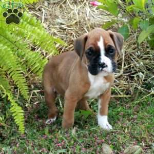 June, Boxer Puppy