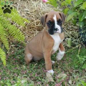 June, Boxer Puppy