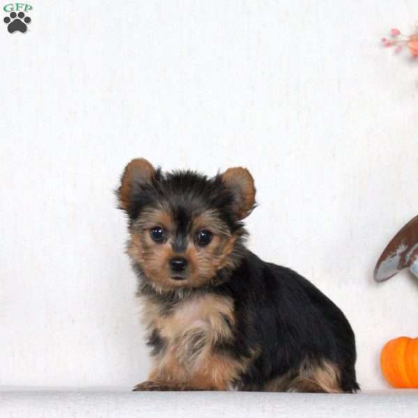 Juniper, Yorkie Puppy