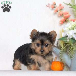 Juniper, Yorkie Puppy