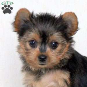 Juniper, Yorkie Puppy