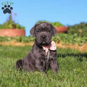 Juno, Cane Corso Puppy