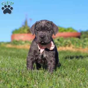 Juno, Cane Corso Puppy