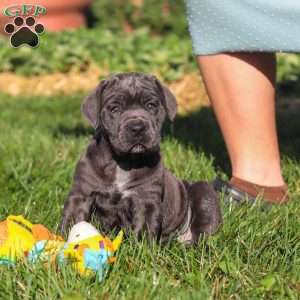 Juno, Cane Corso Puppy