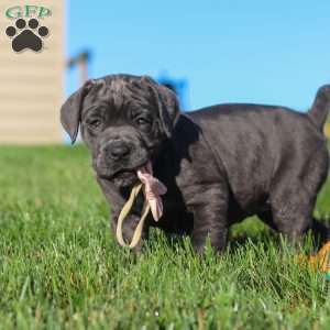 Juno, Cane Corso Puppy