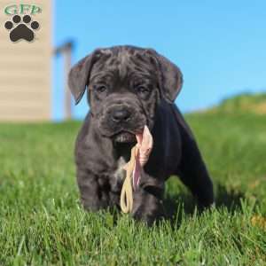 Juno, Cane Corso Puppy