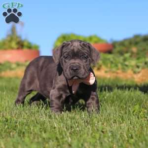 Juno, Cane Corso Puppy