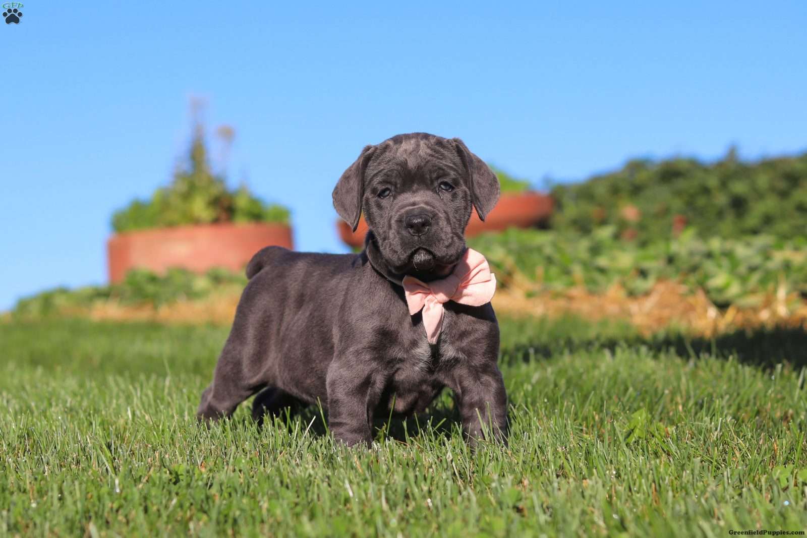 Juno (Cane Corso, Female) in Sugarcreek, OH
