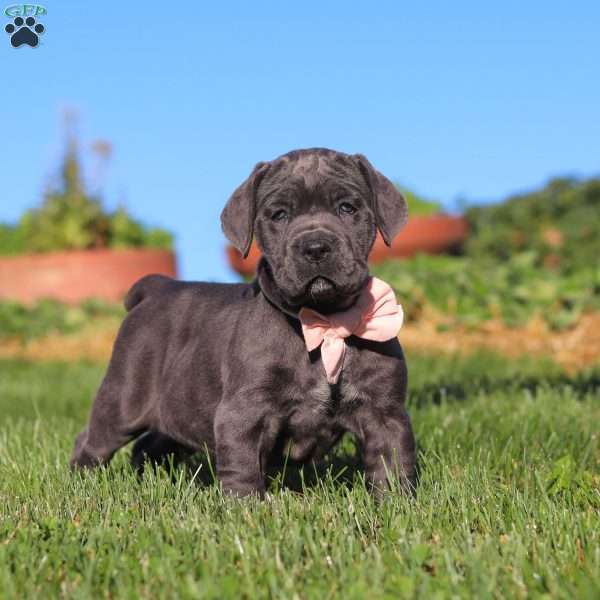 Juno, Cane Corso Puppy