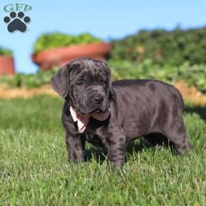 Juno, Cane Corso Puppy
