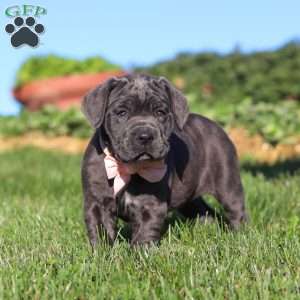 Juno, Cane Corso Puppy