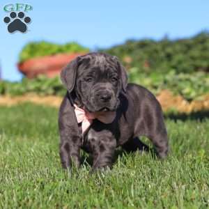 Juno, Cane Corso Puppy