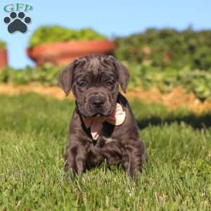 Juno, Cane Corso Puppy