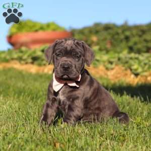 Juno, Cane Corso Puppy