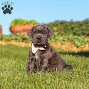 Juno, Cane Corso Puppy
