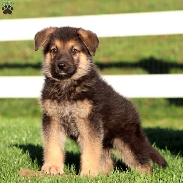 Juno, German Shepherd Puppy
