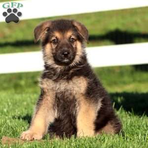 Juno, German Shepherd Puppy