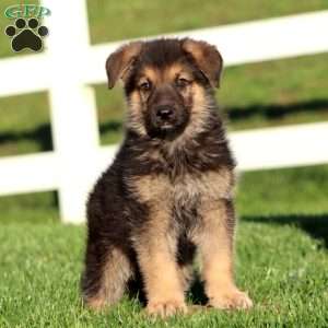 Juno, German Shepherd Puppy