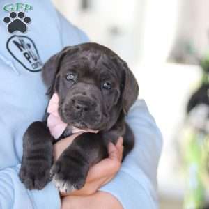Juno, Cane Corso Puppy