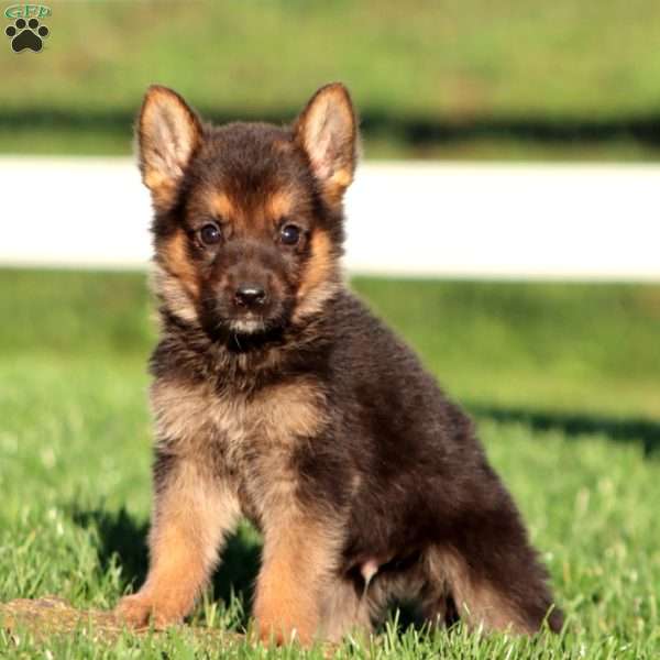 Justice, German Shepherd Puppy