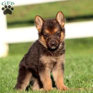Justice, German Shepherd Puppy