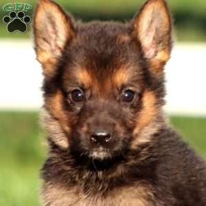 Justice, German Shepherd Puppy
