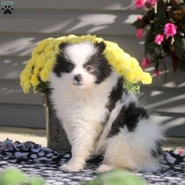 Justin, Pomeranian Puppy