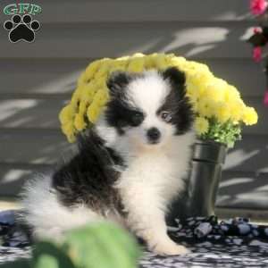 Justin, Pomeranian Puppy