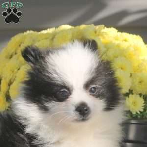 Justin, Pomeranian Puppy