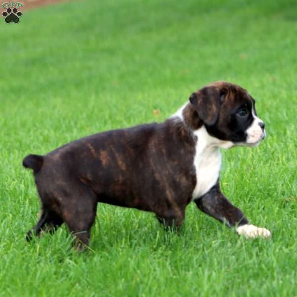 Justin, Boxer Puppy