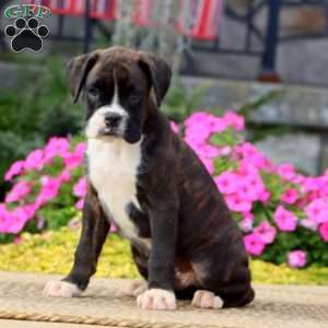 Justin, Boxer Puppy