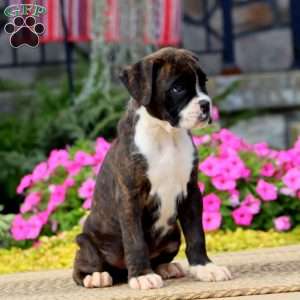 Justin, Boxer Puppy