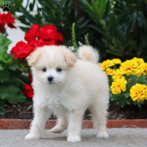 Kada, Pomeranian Mix Puppy