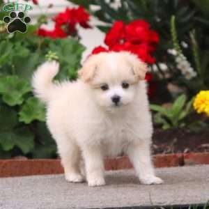 Kada, Pomeranian Mix Puppy