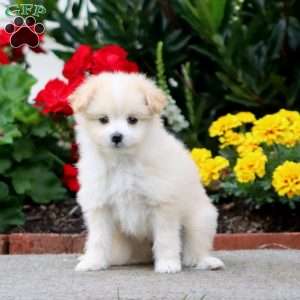Kada, Pomeranian Mix Puppy
