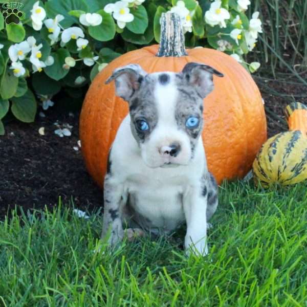 Kade, Boston Terrier Puppy
